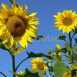 sunflowers vi