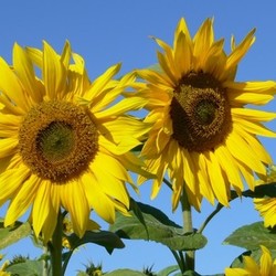sunflowers vii