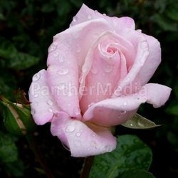 pink rose
