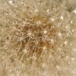 wet blowball