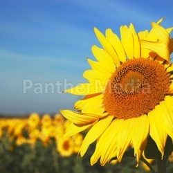 Sonnenblume