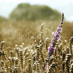 cornfield