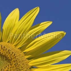 Sonnenblumenviertel