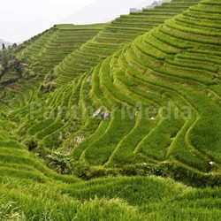 rice field