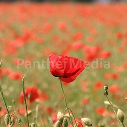 mohnblumenwiese