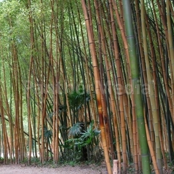 Bamboo forest