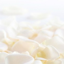 Rose petals