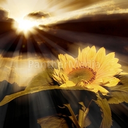 Sonnenblumensonnenuntergang