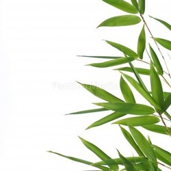 bamboo- leaves