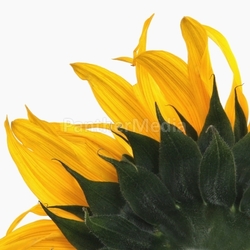 SONNENBLUME