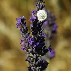 lavender and snail