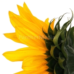 SONNENBLUME