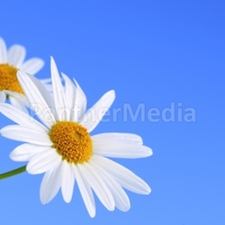 Daisy flowers on blue background