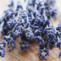 Dried lavender