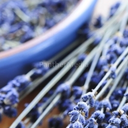 Dried lavender