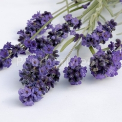 red variety perfume summerly shine flourishing romanticism