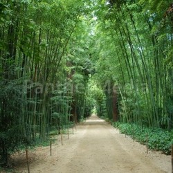 bamboo forest