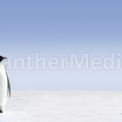 Penguins