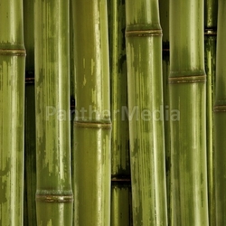 fine bamboo background
