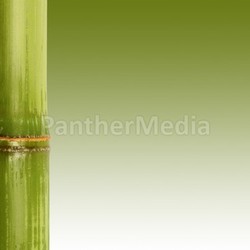 bamboo background