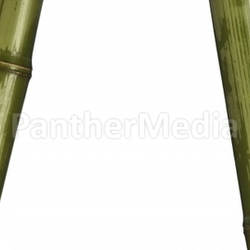 bamboo background isolated on white