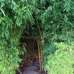 bamboo