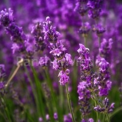 lavender of provence