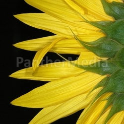 Sonnenblume 1