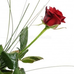 by flower