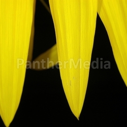 sunflower 3