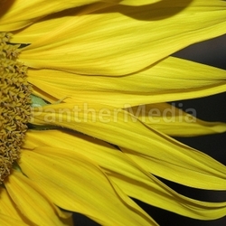 Sonnenblume 4