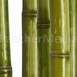 hard bamboo background
