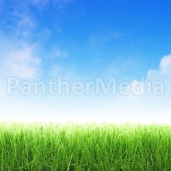 Wet grass
