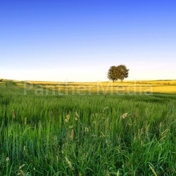 landscape 4