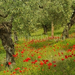 Mohn unter Olivenbaum - poppy and olive tree 05