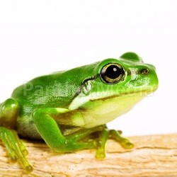 tree frog on stem of plant