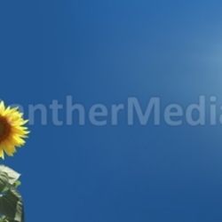 sunflowers over clear sky