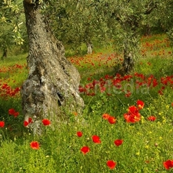 Mohn unter Olivenbaum - poppy and olive tree 03
