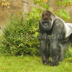 Silverback gorilla