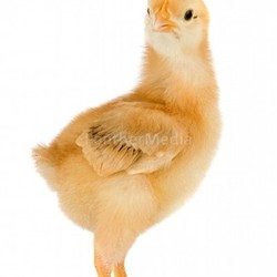 Yellow little chicken