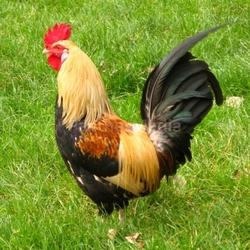 rooster