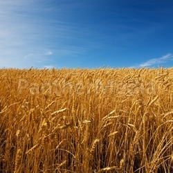Field of wheat