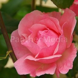 rose 27