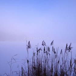 cattail in winter