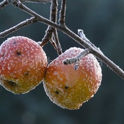frost apple