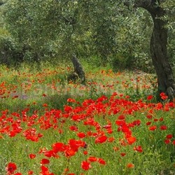 poppies under olive tree - poppy and olive tree 08