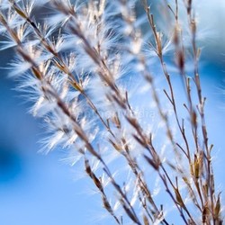 winter grass