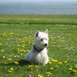 dog on flower meadow
