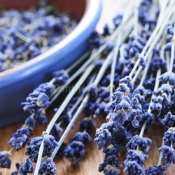Dried lavender