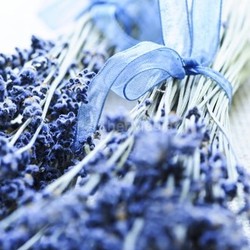 Dried lavender